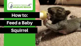 How to: Feeding a baby squirrel