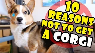 10 Reasons Why You Should NOT Get a CORGI Puppy || Extra After College