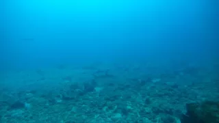 Sharks, Hema Wreck - Grenada, July 2016