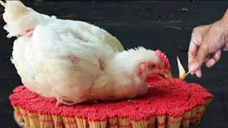 Experiment: 20000 matchsticks Vs chicken