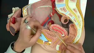 female reproductive anatomy model 01.wmv