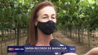 SC registra safra recorde de maracujá e deve dobrar a produção em 2022