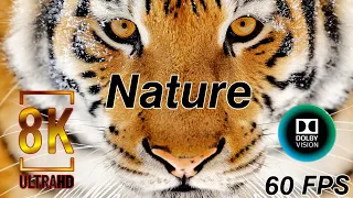 Nature In 8k Hdr 60fps | Dolby Vision Ultra Hd | 8k 60fps Video | (Hdr+60fps)