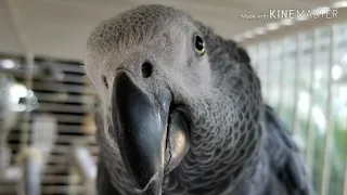 Bird Sounds (Weird Mix) For your African Grey Parrot