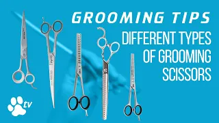 Grooming Tips: the different types of grooming scissors | TRANSGROOM