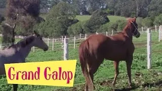 Grand Galop 105 - Allez, au galop | HD | Épisode Complet