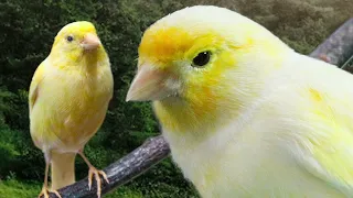 Canary birds singing, background sounds, jungle