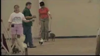 Sounds of a Dog Show Part 1