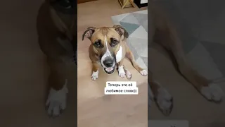 Собака 🐕‍🦺 говорит «Нормально»😳 Не веришь? Смотри!🙄