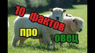 🔥💥🔥10 фактов про овец🐑🐏🐑!! Факты которые повергнут вас в шок!! Смотри, не пожалеешь, бонус в конце!