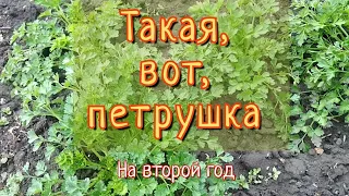 Петрушка после зимы и уход за ней