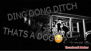 DING DONG DITCH😅 *WE GOT CHASED BY A DOG*