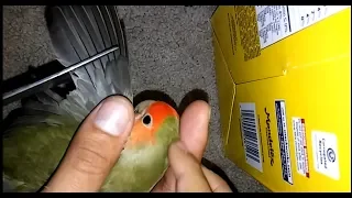 How to trim LoveBirds wings