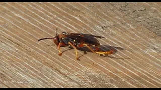 Metricus Paper Wasp Grooming