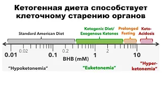 Кетогенная диета способствует клеточному старению органов