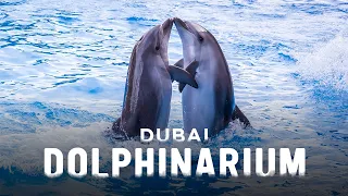 Dubai Dolphinarium | World Famous Dolphin and Seal Show