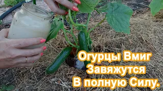 1 Ст.л Под Куст Огурцов. Умножаем завязь. До 16 кг урожая с куста Делюсь рецептом подкормки.