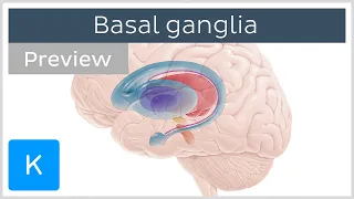 Basal ganglia: Pathways and functions (preview) - Human Neuroanatomy | Kenhub