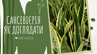 Сансевієрія ( сансев'єра, щучий хвіст, тещин язик ) : як доглядати