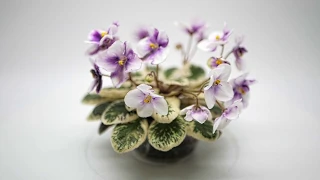 Quiet Dreams - African violet