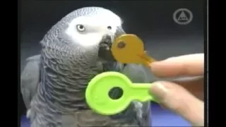 Алекс самый умный попугай планеты Говорящий попугай