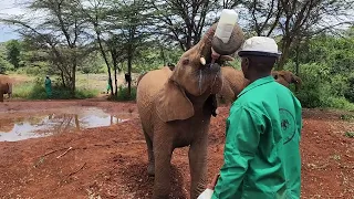 Baby Elephant vs Baby formula