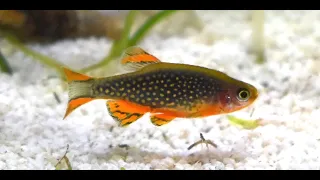 Celestial Pearl Danio Continuous Breeding Setup