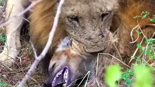 EXTREMELY RARE!!! Fearless Male Lion attacks Buffalo Herd, ALONE!!! 4K