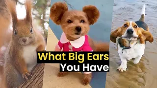 What Big Ears You Have | Best Big-Eared Animals