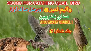 quail sound effect.batair ki Awaz.common quail sound.صدای بلدرچین.صوت السمان ۔quail