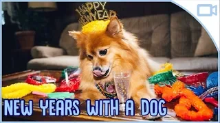 How to Keep Your Dog Calm & Safe on New Years Eve!