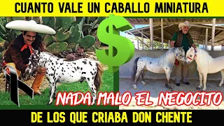 CUANTO CUESTA UNO DE LOS CABALLOS  MINIATURA QUE CRIO VICENTE FENANDEZ (No son nada baratos.)