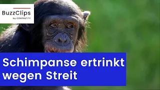 Leipziger Zoo: Schimpanse ertrinkt wegen Streit mit Artgenossen