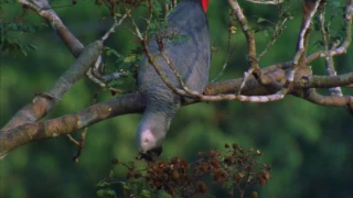 Congo african grey parrot moving around in a tree whilst feeding on tamarind fruit, Congo