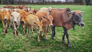 Suara sapi lembu memanggil kawan untuk pulang ke kandang - Lembu Jinak Berkeliaran di Ladang