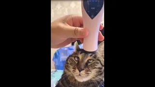 Funniest Cats - Cute Cat Videos - That will make you laugh all day long - Funny Cats Compilation #6😸