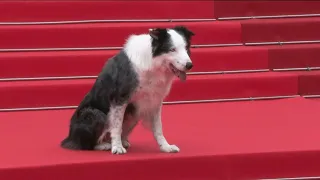 Cannes: Messi, dog star of 'Anatomy of a Fall', on the red carpet | AFP