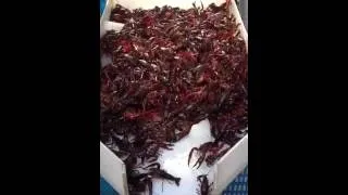 Crawfish for sale in China