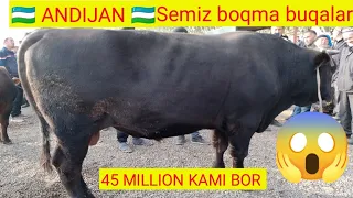 Andijan shaxrixon xoldanbek juja mol bozori semiz boqma buqalar narxi bilan tanishing  17.10.2023