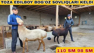 EDILBOY ZOTIDAGI BO'G'OZ SOVLIQLAR KELDI☎️911317375 ☎️901639292