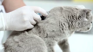 Первая помощь при отравлении кошки ➠ Советы ветеринара