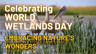 Celebrating World Wetlands Day: Embracing Nature's Wonders 🌿🌊