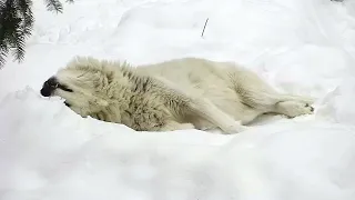 Your Moment of Calm - Wolf Making Snow Angels