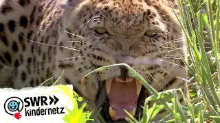 Die gefährlichsten Tiere Afrikas - Vorschau Leoparden | OLI's Wilde Welt | SWR Kindernetz