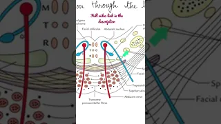 Internal features of Tegmental part of the Lower Pons - the Nuclei #Anatomy #mbbs #education