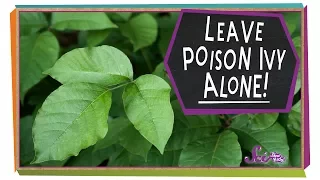 Leave Poison Ivy Alone! | Botany for Kids