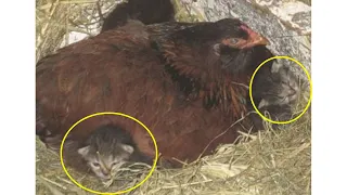 Курица начала прятаться от фермера, тогда он заглянул в гнездо
