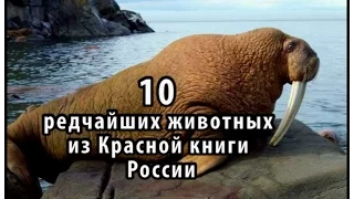 10 редчайших животных из Красной книги России