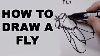 How to Draw a Fly