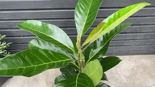100cm Ficus Benghalensis Roy | Bengal Fig | House Plant | 21cm Pot | 100cm Height